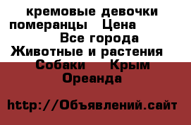 кремовые девочки померанцы › Цена ­ 30 000 - Все города Животные и растения » Собаки   . Крым,Ореанда